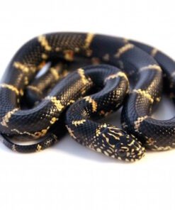 Östliche Kettennatter kaufen