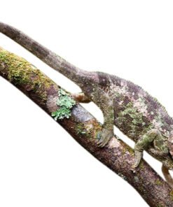 Ultra Seltene Elephant Eared Chameleons kaufen