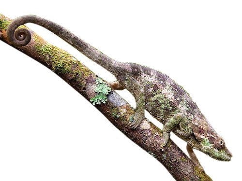 Ultra Seltene Elephant Eared Chameleons kaufen