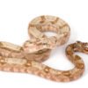 Hog Island Boa kaufen