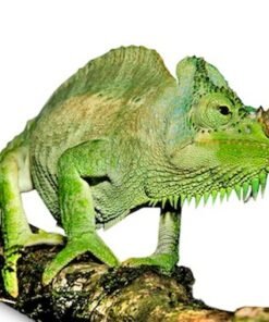 Vierhörniges Chamäleon kaufen