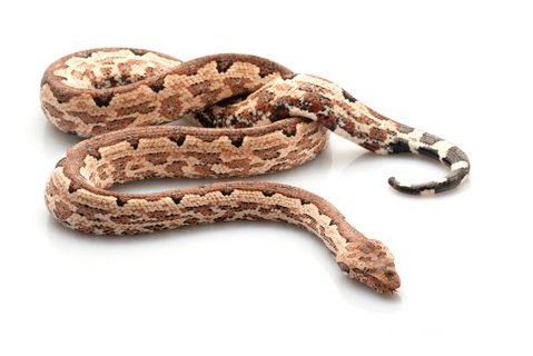 Solomon Island Ground Boa kaufen