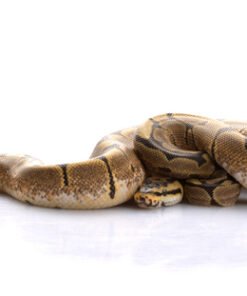 Spider Ball Python kaufen