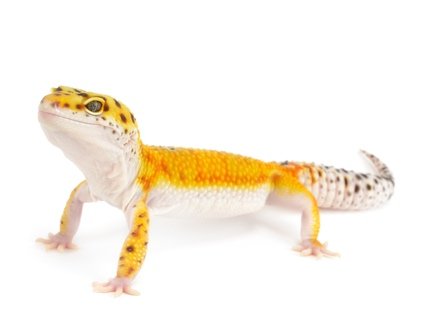 Tangerine Leopard Gecko kaufen