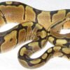 Woma Ball Python kaufen