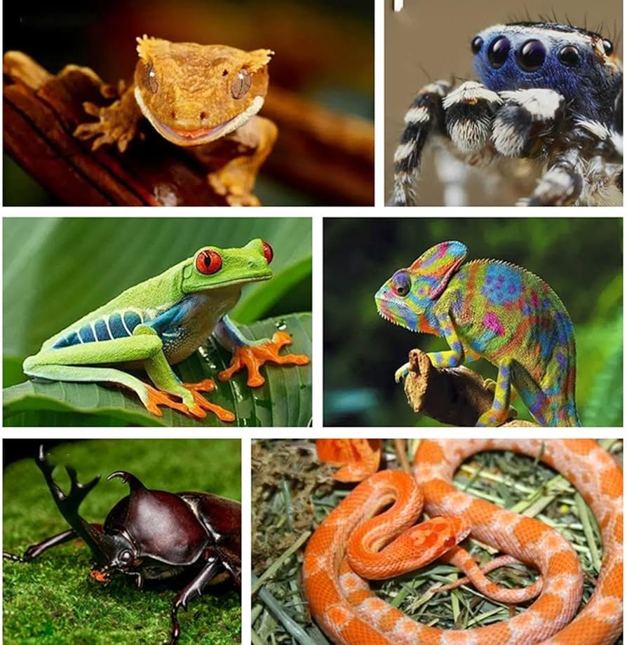 Wo kann man Reptilien kaufen?